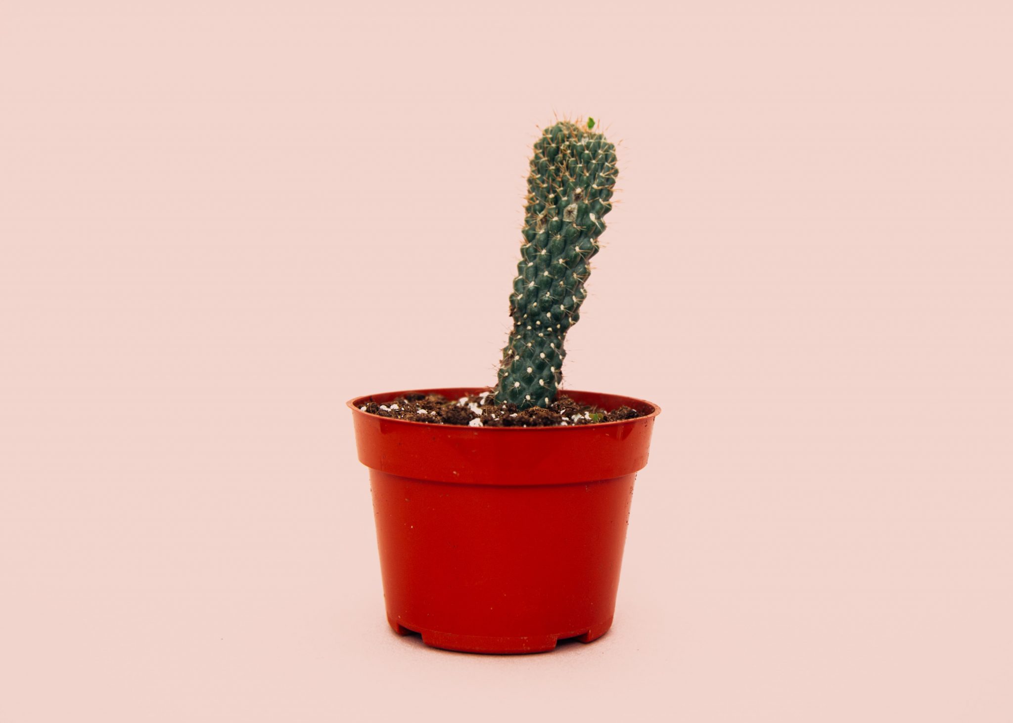 charles-deluvio-3jhMuU_kAA-unsplash-2048x1463